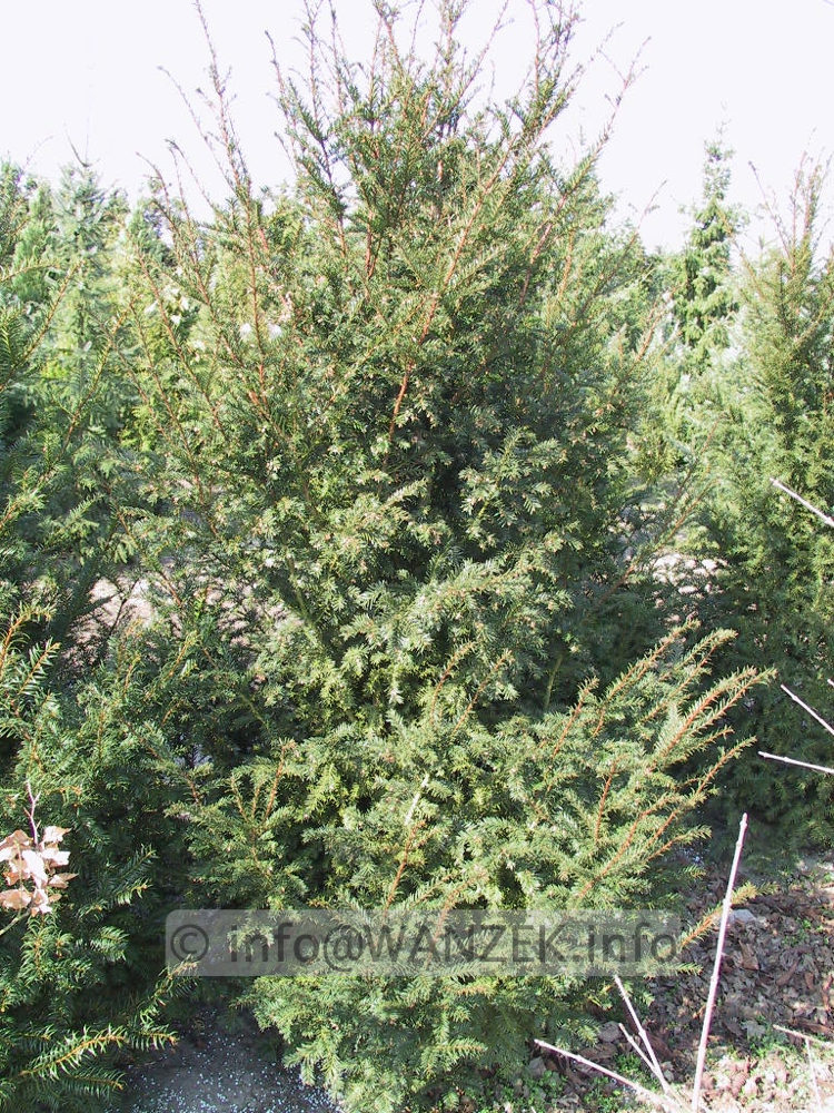 Taxus baccata 04 - 2m.JPG